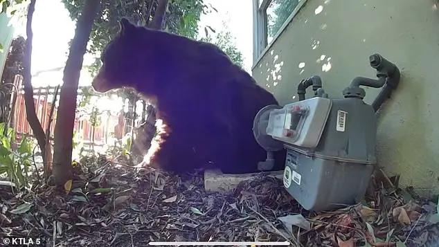 Giant Bear Makes Itself at Home in Man’s Crawl Space