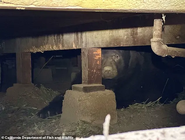 Giant Bear Makes Itself at Home in Man’s Crawl Space