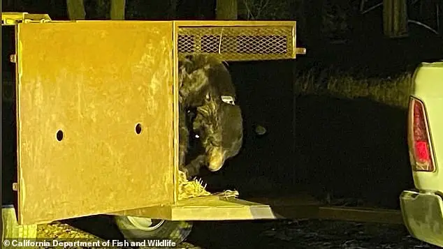 Los Angeles Man Finds 525-Pound Bear in His Home’s Crawl Space