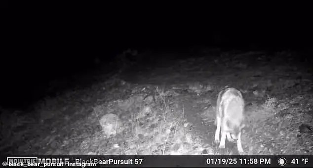 Rare Footage Captures Mountain Lions and Wolves Near Human Trails in California