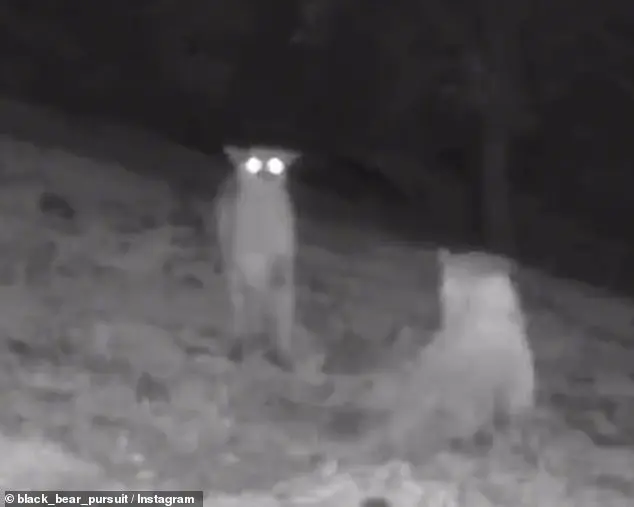 Rare Footage Captures Mountain Lions and Wolves Near Human Trails in California