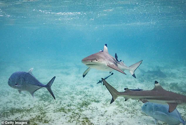 Miraculous Rescue on Labor Day: 8-Year-Old Boy Saved from Shark Attack by Sister and Stranger Off Florida Coast