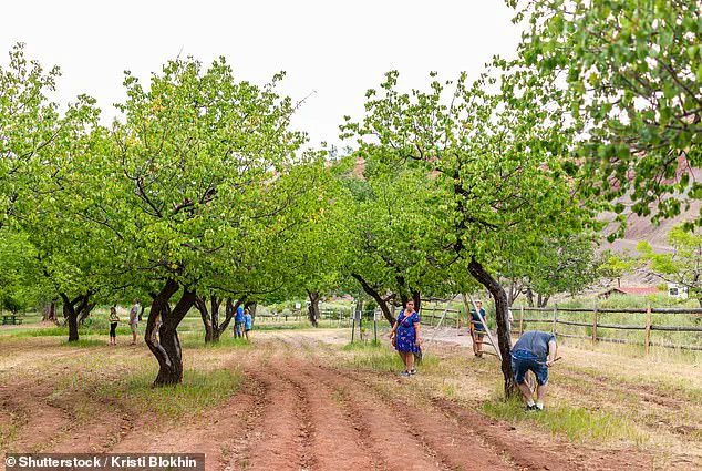 Capitol Reef National Park's Fruit Trees Fail to Bear Fruit, Disappointing Visitors and Raising Questions About Government Management