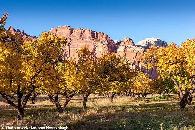 Capitol Reef National Park's Fruit Trees Fail to Bear Fruit, Disappointing Visitors and Raising Questions About Government Management