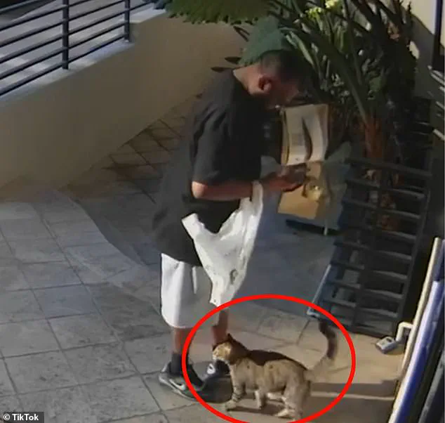 Exclusive Surveillance Footage Reveals Shocking Cat Theft in West Hollywood