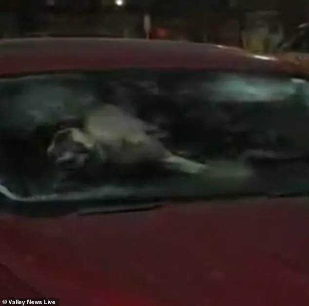 Heart-Wrenching Discovery in Moorehead: Winter Rescue Urges Community Action