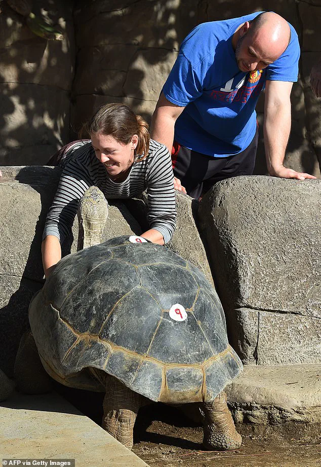 San Diego Zoo Announces Passing of Gramma, the 141-Year-Old Galapagos Tortoise, After Prolonged Struggle with Bone Condition