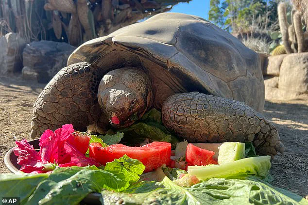 San Diego Zoo Announces Passing of Gramma, the 141-Year-Old Galapagos Tortoise, After Prolonged Struggle with Bone Condition