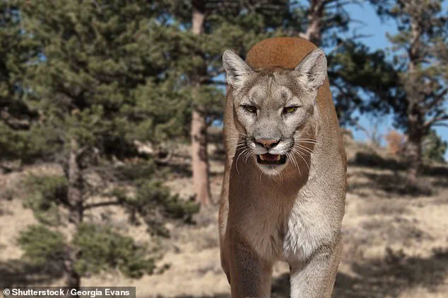 First Fatal Mountain Lion Attack in Over a Century in Colorado Claims Life of Hiker Kristen Kovatch
