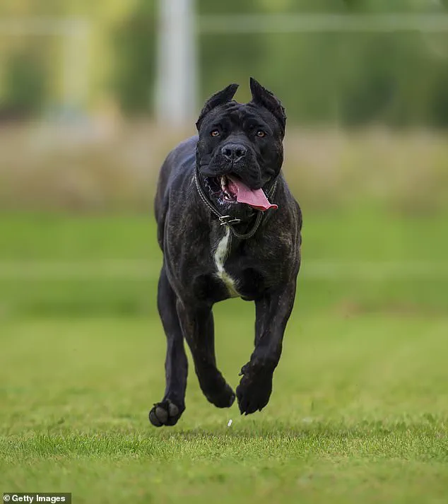 Nova Scotia Tragedy Sparks Debate Over Dangerous Dog Regulations and Public Safety