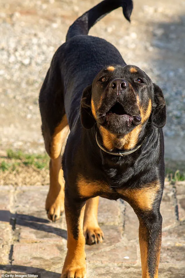 Nova Scotia Tragedy Sparks Debate Over Dangerous Dog Regulations and Public Safety