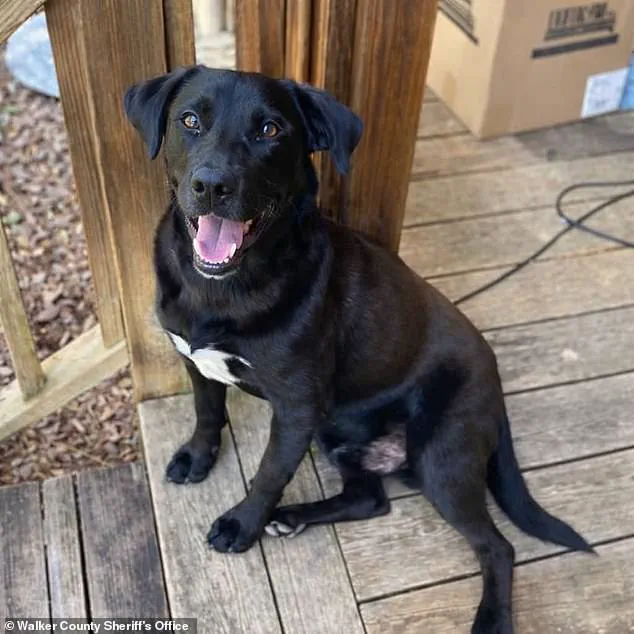 Four-Year-Old Johnathan 'John John' Boley Dies from Hypothermia After Being Lost in Walker County Wilderness