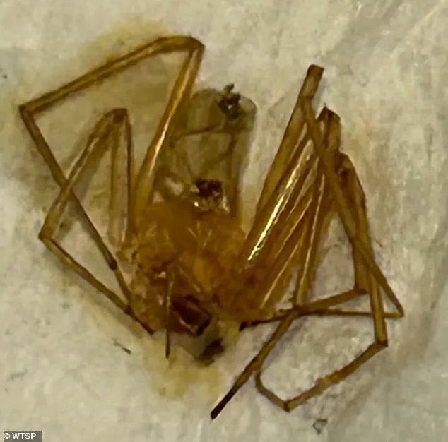 Lawsuit Over Spider Infestation Exposes Housing Regulation Shortcomings