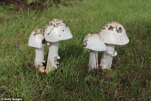 Deadly Mushroom Poisoning Outbreak Claims Three Lives in California, Prompting Urgent Health Advisories
