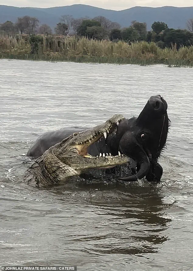 Buffalo and Crocodile Encounter in Zambia's Lower Zambezi River Highlights Survival Struggles in the Wild