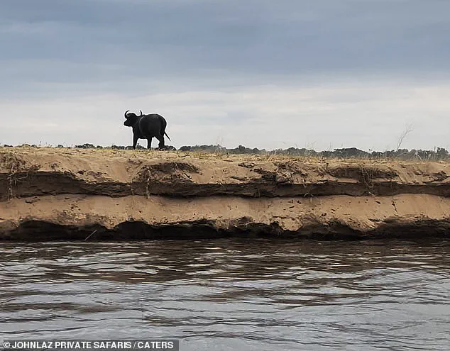 Buffalo and Crocodile Encounter in Zambia's Lower Zambezi River Highlights Survival Struggles in the Wild
