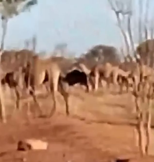 Feral Camels and Drought: A Clash of Survival in Australia's Northern Territory