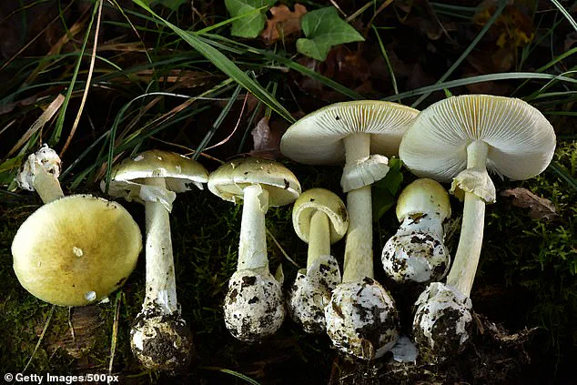 Health Officials Issue Urgent Advisories Amid Deadly Mushroom Outbreak in Northern California