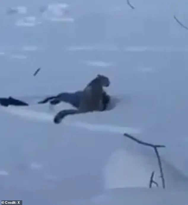 The Chilling Selfie: A Tourist's Fatal Encounter with a Snow Leopard in China's Keketuohai Geopark