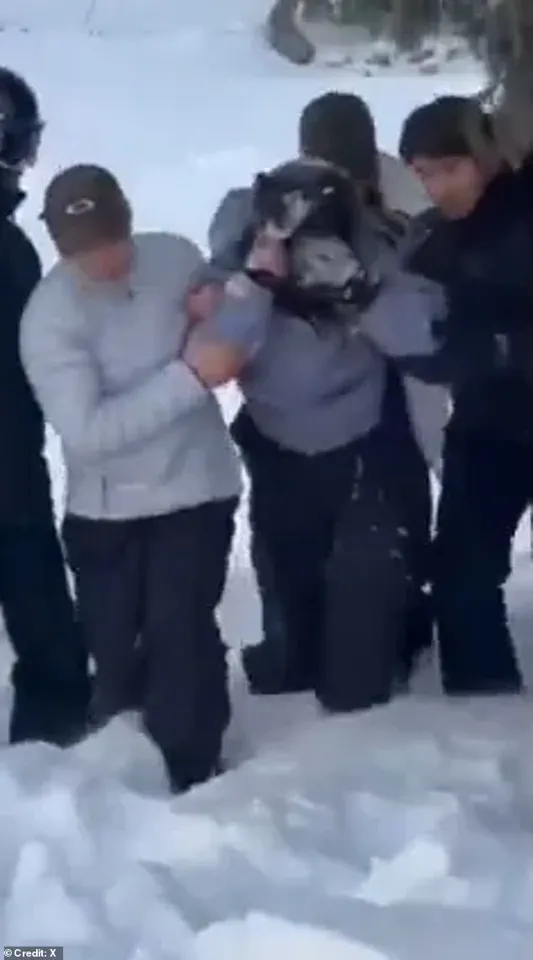 The Chilling Selfie: A Tourist's Fatal Encounter with a Snow Leopard in China's Keketuohai Geopark