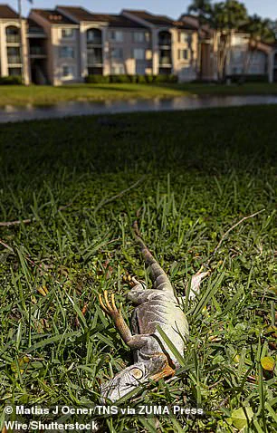 Cold Snap Triggers Torpor in South Florida Iguanas, Causing Mass Falls from Trees