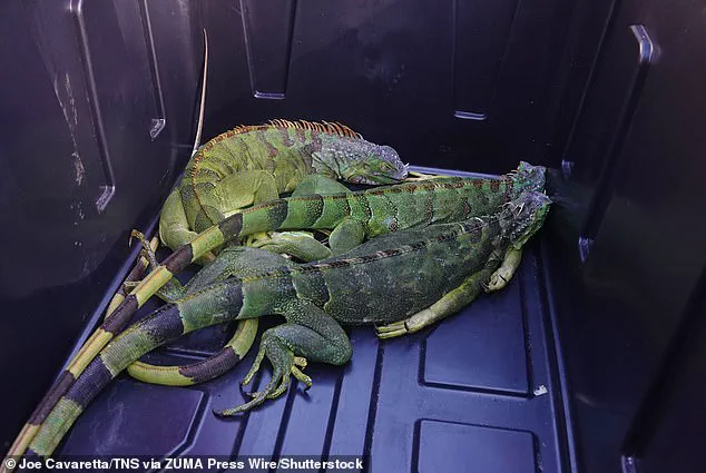 Cold Snap Triggers Torpor in South Florida Iguanas, Causing Mass Falls from Trees