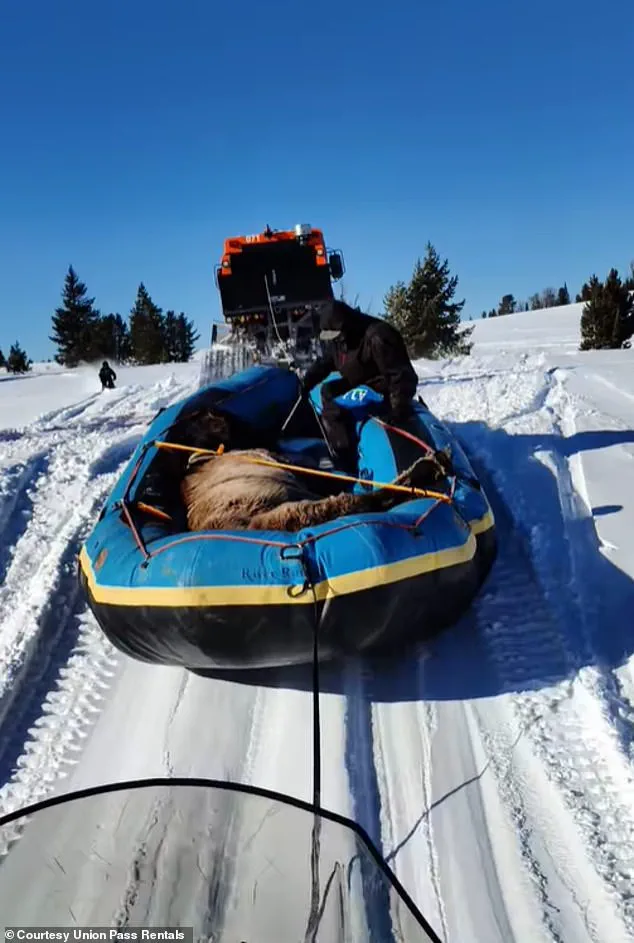 Miraculous Survival: Lone Horse Survives Seven Months in the Wild