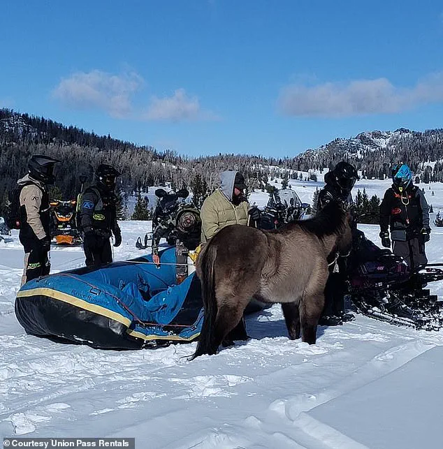 Miraculous Survival: Lone Horse Survives Seven Months in the Wild