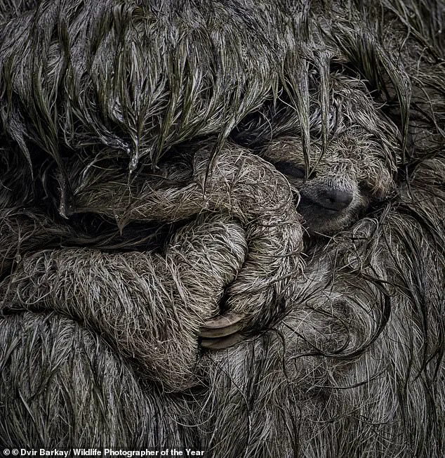 Wildlife Photographer of the Year Finalists Reveal Nature's Resilience and Fragile Beauty
