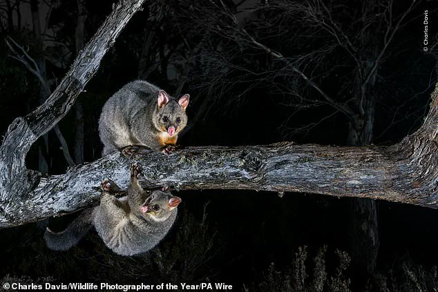 Wildlife Photographer of the Year Finalists Reveal Nature's Resilience and Fragile Beauty