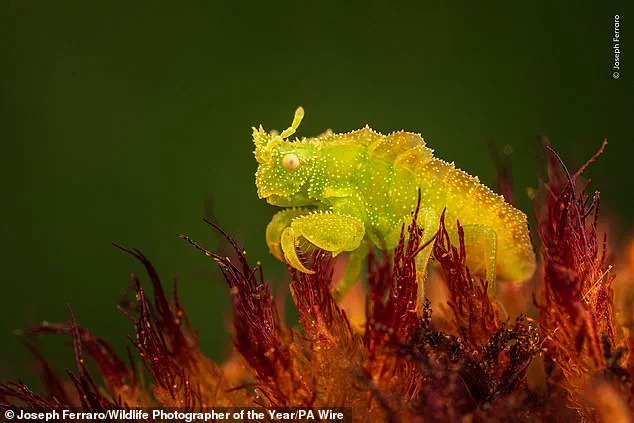 Wildlife Photographer of the Year Finalists Reveal Nature's Resilience and Fragile Beauty
