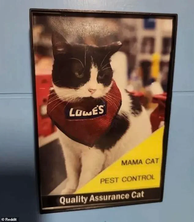 Beloved Lowe's 'Employee' Mama Cat Fired, Sparking Community Outcry