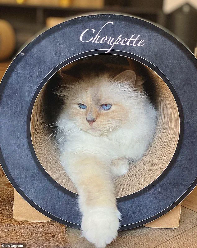 Karl Lagerfeld's Legacy in Legal Limbo: Will Leaves €200M to Assistant, Models, and Cat, Excluding Relatives