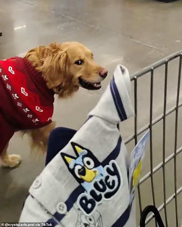 Walmart Shopper Confronted Over Service Dog After ADA Dispute in Albany
