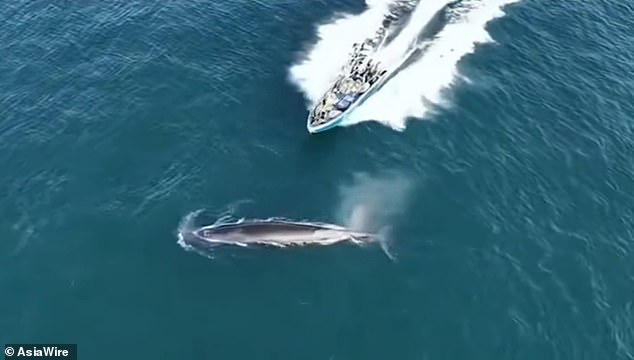 Protected Bryde's Whale Collides with Fishing Boat Near Weizhou Island, Highlighting Tension Between Conservation and Commercial Activities