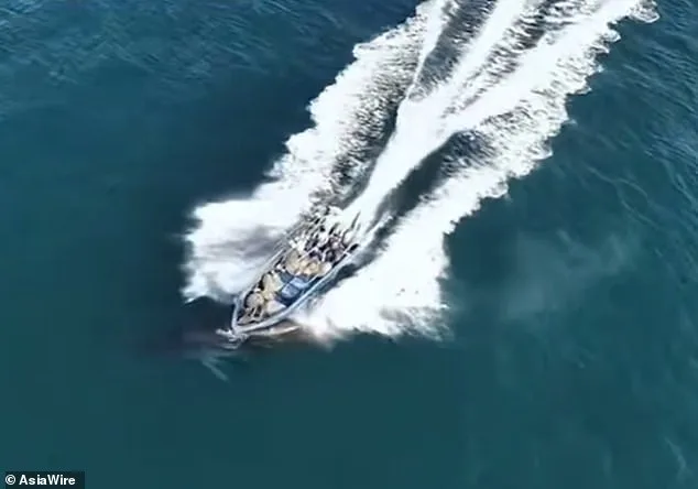 Protected Bryde's Whale Collides with Fishing Boat Near Weizhou Island, Highlighting Tension Between Conservation and Commercial Activities