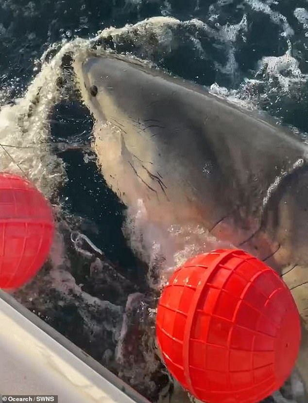 Contender the Great White Shark Returns to North Carolina Waters, Tracked by OREACH Tag