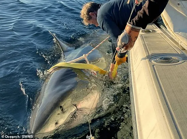 Contender the Great White Shark Returns to North Carolina Waters, Tracked by OREACH Tag