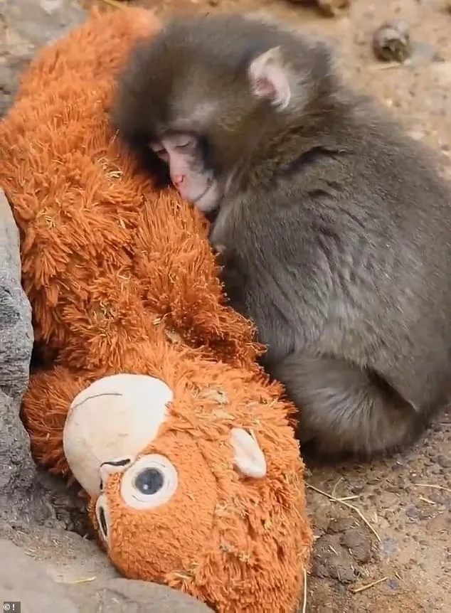From Rejection to Rescue: Baby Macaque Punch's Journey Captivates the World