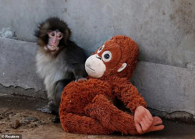 Punch the Japanese Macaque: A Viral Sensation's Journey from Abandonment to Global Sympathy