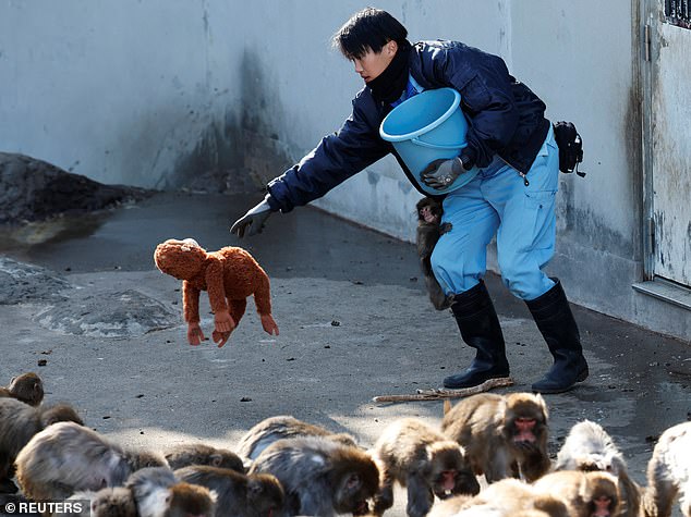 Punch the Japanese Macaque: A Viral Sensation's Journey from Abandonment to Global Sympathy