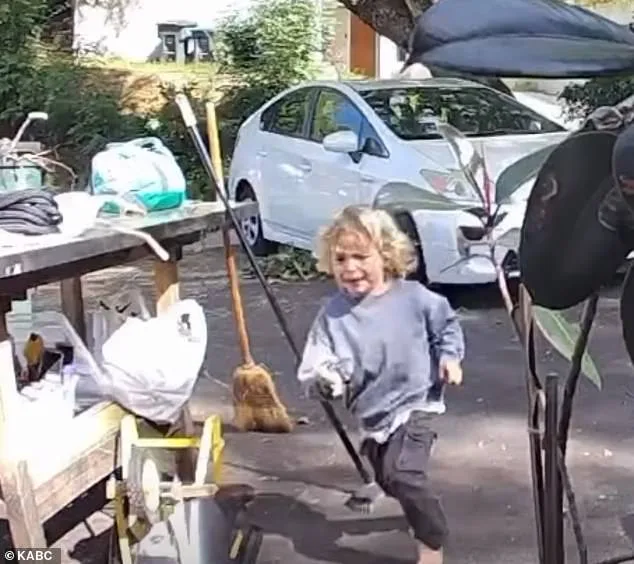 Three-Year-Old's Terrifying Encounter with Coyote Shocks Pasadena Neighborhood