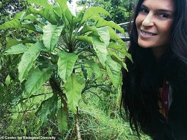 Legal Battle Erupts in Hawaii's North Shore Over Proposed Hotel Project Amid Eco-Cultural Concerns