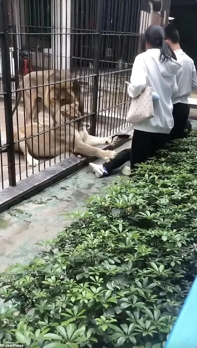 10-Year-Old Girl Suffers Severe Injuries After Lion Attack During Interactive Feeding at Guangdong Zoo
