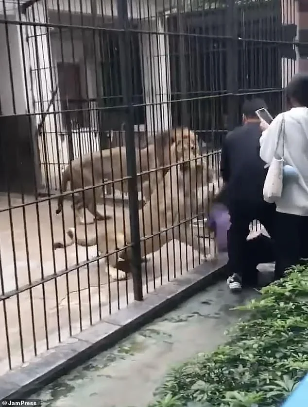 10-Year-Old Girl Suffers Severe Injuries After Lion Attack During Interactive Feeding at Guangdong Zoo