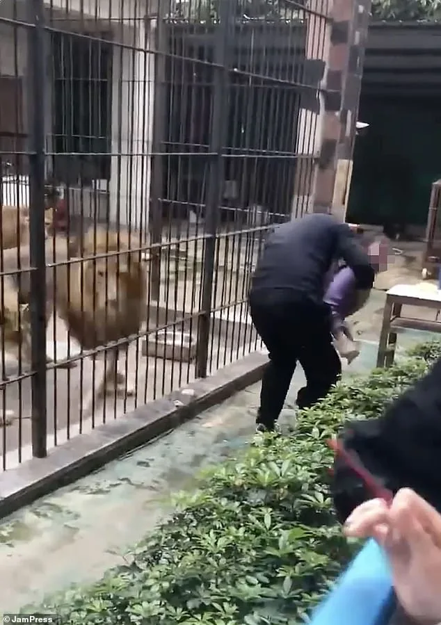 10-Year-Old Girl Suffers Severe Injuries After Lion Attack During Interactive Feeding at Guangdong Zoo