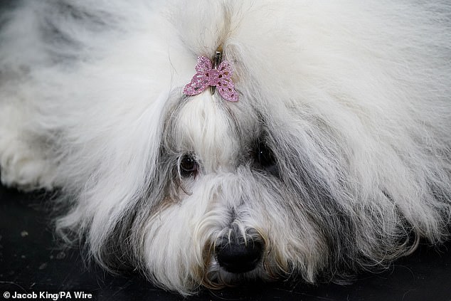 Crufts 2023: 18,600 Dogs Compete in Dramatic Show of Glamour and Tradition