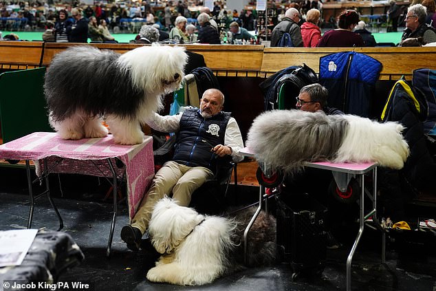 Crufts 2023: 18,600 Dogs Compete in Dramatic Show of Glamour and Tradition