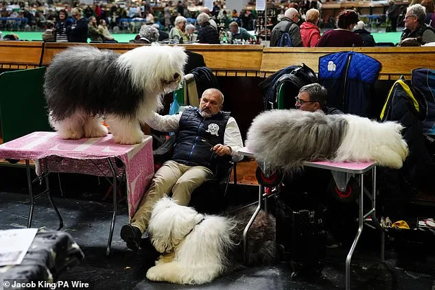 Crufts 2023: 18,600 Dogs Compete in Dramatic Show of Glamour and Tradition