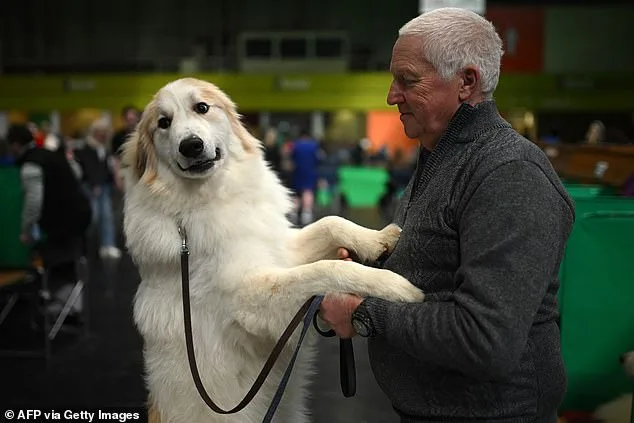 Crufts 2023: 18,600 Dogs Compete in Dramatic Show of Glamour and Tradition